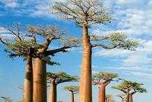 長在非洲的“寶藏樹”能吃也能儲存水資源，但到了中國卻長不出來