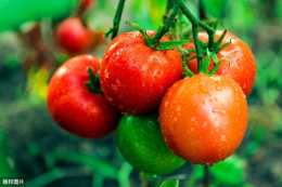 春季大棚番茄種植技術，教你幾個小妙招，讓番茄產量翻倍