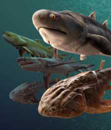 "從魚到人"有了關鍵證據 全球最古老有頜類化石
