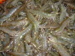 養殖對蝦發病時的徵兆和預防-養殖中多個現象問題解決方案