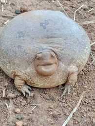這是什麼生物？“無殼龜”憨厚笑臉惹網友熱議，其實它並不是龜