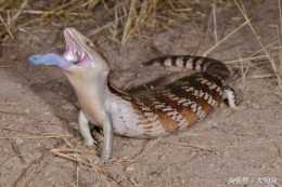 科學家發現，藍舌蜥的舌頭可放出紫外光，關鍵時刻有保命奇效