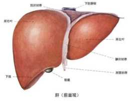 保護肝臟的方法？