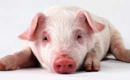 麩皮養豬有好處，但使用不慎可是要出問題的！