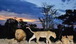 南非14頭獅子“大逃亡”，人類與貓科動物領地間的平衡點在哪？