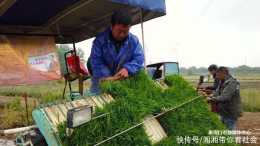 現代科技助力水稻生產跑出“加速度”