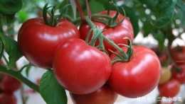 農村種植西紅柿如何管理和施肥才能豐產，其實很簡單，人人就會