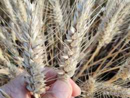 小麥收穫時注意這幾點，不僅能顆粒歸倉，一畝多賣100元
