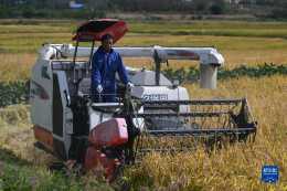 安徽合肥：水稻迎豐收