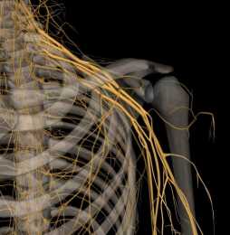 淺談頸部解剖之“神經”