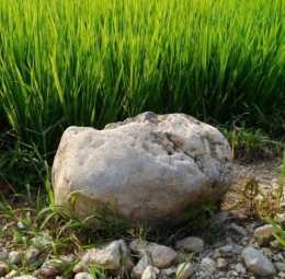 有些農田當中為何要放石頭？