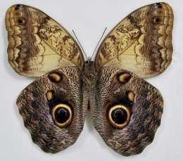 為什麼有些蝴蝶翅膀上會長“眼睛”？翅膀色彩如何形成？