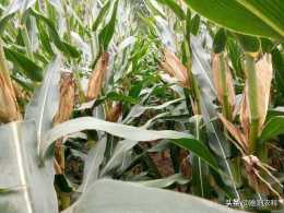 適宜黃淮海種植的三個玉米新品種，測產結果產量都超過1800斤