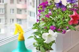 5種有毒的花卉盆栽，如果家中養了，趕快處理，不要掉以輕心