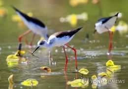 韓國：候鳥雲集群燕飛 棲息慶南添生機