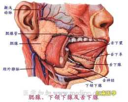 《人體解剖學》腮腺
