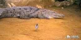 鱷魚和牙籤鳥的聯盟非洲最大的鱷魚，尼羅鱷對牙籤鳥異常溫柔
