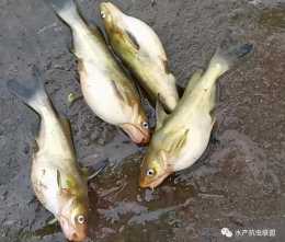 面對黃顙魚一片片死亡的打擊，四川羅老闆的心也在逐漸“變涼”