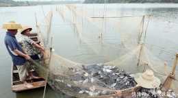 漁民捕獲滿滿一網魚，卻開心不起來，而且還一直愁眉不展！