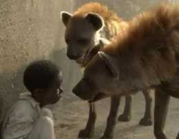鬣狗和非洲野犬都是草原上的肛腸科專家，為什麼鬣狗被野犬暴打？
