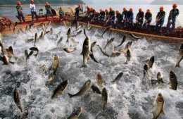 俗稱“刁子魚”，過去被農民當有害魚類，如今成高檔貨，30元1斤