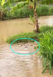 雨後，汕尾一河灣大群鯰魚水面翻滾，附近釣魚人：每條都有幾十斤