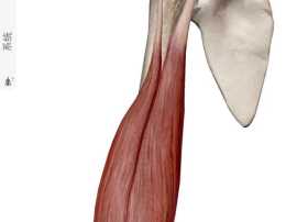肱二頭肌解剖結構及肌峰的鍛鍊方法