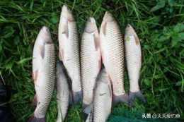 夏季草魚、鯿魚的絕殺釣法：幾種民間釣離底方法，大魚連竿上