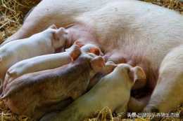初乳是什麼？初乳如何保護仔豬的？