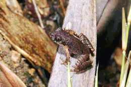 一隻“蛙”竟然發出蟲鳴！廣東發現全球新物種