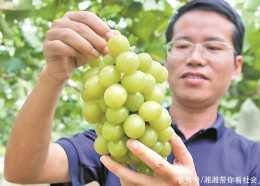 清遠英德連樟村:陽光玫瑰葡萄試種成功，畝產值超萬元