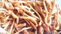 蟲草菇炒肉，可以補益身體，調理氣血，調節內分泌，即營養又美味