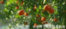 重慶特產傳說（577）長著一張橘子臉的檸檬，你有吃過嗎！