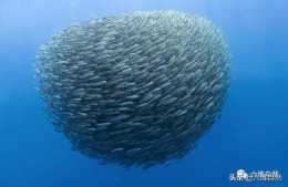 小魚如何躲避大魚？海洋中的馬鮫魚群會抱團自救，抵抗鯊魚海豚等