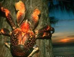世界上最大的陸生螃蟹-椰子蟹