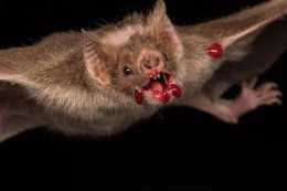 世界上最兇猛的蝙蝠——吸血蝙蝠，一生吸血100升