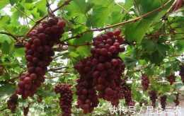 葡萄增甜施肥用哪種肥？高鉀水溶肥用根小子可以嗎