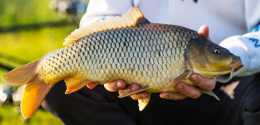 “古法養殖黃河鯉魚”的成功，給當下“生態養殖”發展帶來的啟示