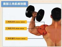 打造寬肩——槓鈴推舉，頸前推舉VS頸後推舉，詳解兩個動作