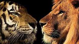 罕見的老虎與獅子搏鬥，誰才是真正的萬獸之王？