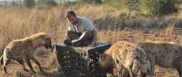 非洲爆發“人狗大戰”，斑鬣狗組團襲擊人類，為什麼要報復我們？