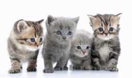 你選呆萌還是逗比？盤點最適合新手養的四個貓咪品種