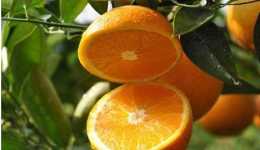 臍橙又能種植又能用來美容！一舉兩用
