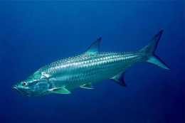 海洋中時速最快的十大魚類