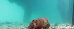 果然!海底世界也是危機四伏，實拍蜘蛛蟹被魟魚吞食全過程