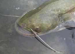 民間流傳土鯰魚常用釣法