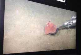 大發現!深海新物種“小耳朵章魚”,海洋生物長貓耳太犯規了