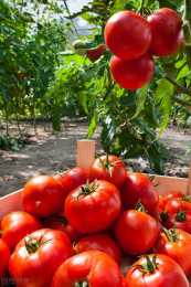 西紅柿地膜覆蓋栽培技術，苗期管理以及移栽的注意事項，值得一看