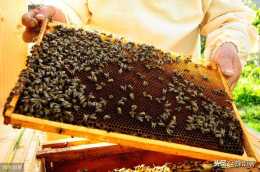 蜜蜂如何將蜂巢的溫度維持在14到32攝氏度之間？採用2個方法